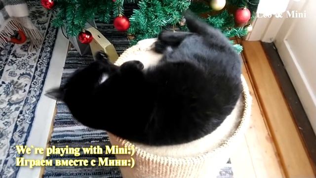 I am playing with my cat Mini! Feel Good! Norway / Играем с Мини! Норвегия