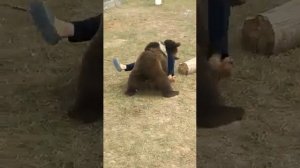 Чечне бой с медведом