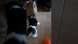 Первый день дома. Знакомство. Щенок бигля Лекса. 1 месяц и 5 дней. #beagle #бигль #щенок #puppy #do