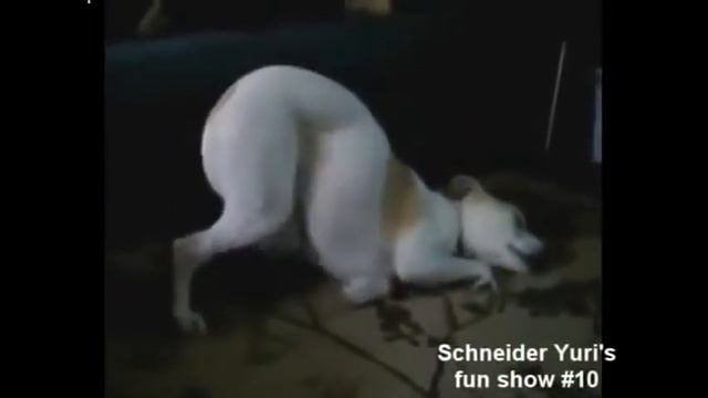 Эти забавные животные смотреть онлайн