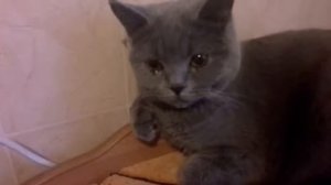 Кошка плачет