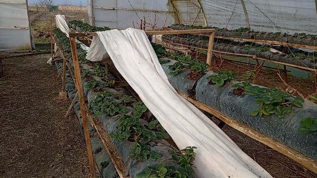 Выращивание клубники на малообъемке смотреть онлайн