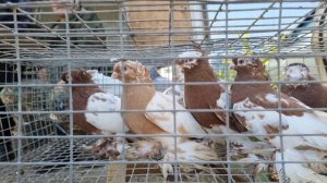 Голуби цены Птичий рынок г Пятигорск-ч4 Pigeons prices Bird market Pyatigorsk-ch4