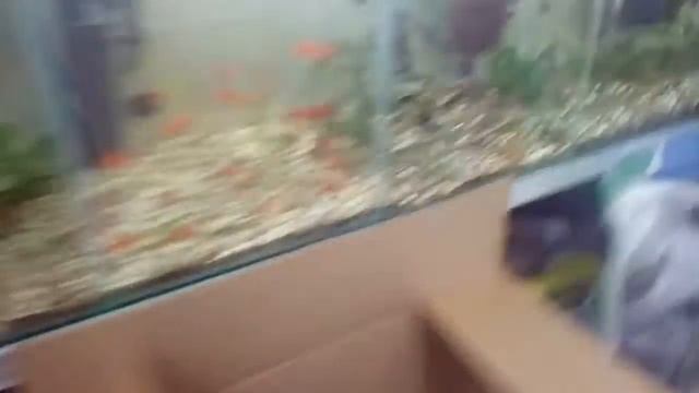 Покупаю рыбку смотреть онлайн