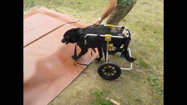 Приют "Друг". История Яши смотреть онлайн