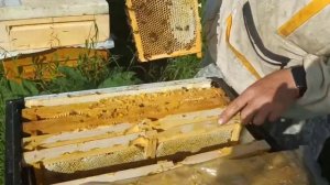 Медосбор в аномальный год Бакфаст