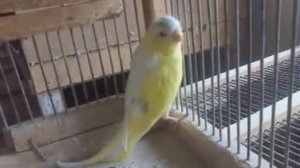 волнистые попугаи узбекистан фергана ч-7 половинчатый half sider