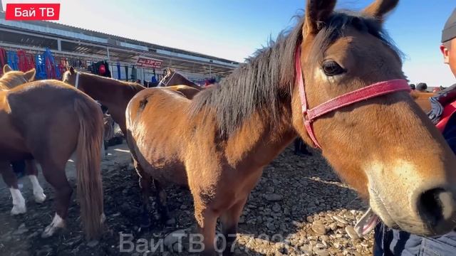 БЭЭ БАЙТАЛ КУЛУН БААЛАРЫ  #байтв