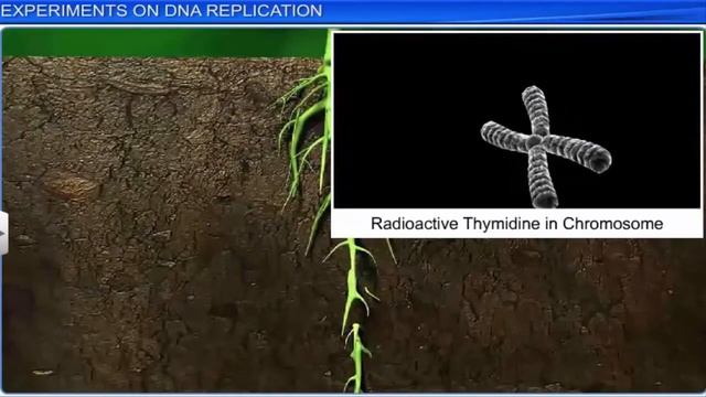 Semi/X/Biology/Molecular Basis of Inheritance/02