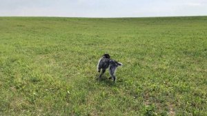 Остановка погонки легавых в поле