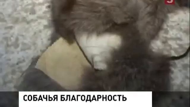 Бумеранг для зоошизы смотреть онлайн