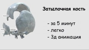 Анатомия затылочной кости ЗА 5 МИНУТ!!!