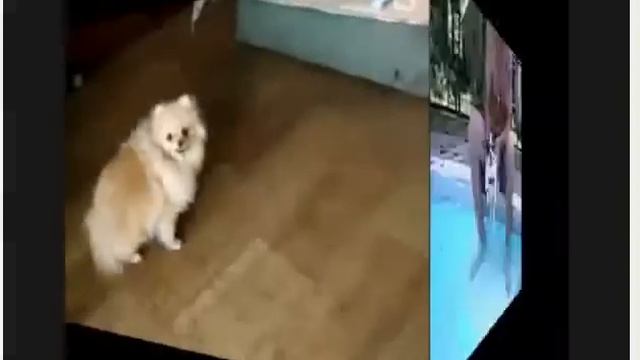 Собачки смотреть онлайн