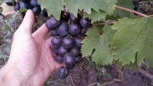 Виноград Руслан-03.09.2022 рік.