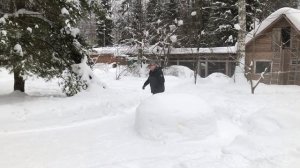 Как дрессировать собак? Нюансы на которые нужно обращать внимание