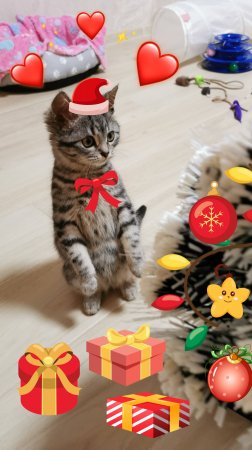 🐱 Барсик впервые увидел елку 🎄 котята на веничке