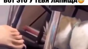 Кот хотел укусить за ногу, но увидел какая она здоровая сравнил со своей и передумал