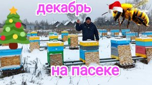 Зимовка пчёл! Результаты сезона 2024 на пасеке! Пчеловодство!