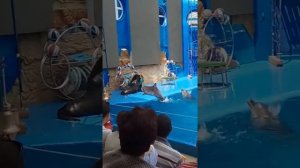 Танец морских котиков