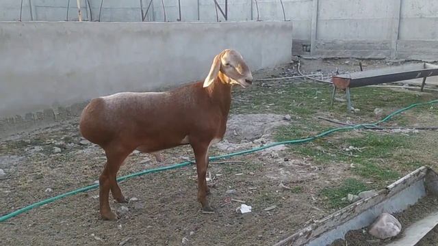 Арашан Кузи сотилади.Линя Широкий Малумот учун 903860200 смотреть онлайн