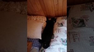 котэ коты и кошки.