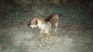 Собака той терьер Жуля на вечерней прогулке. Пение сверчков.