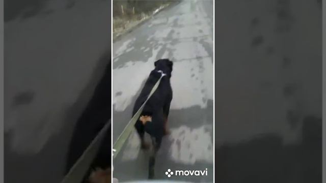 прогулка с ротвейлером смотреть онлайн