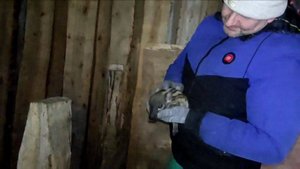 Новая жизнь. Даже свинЫ умеют дарить подарки к Новому Году.Жизнь вне города. Хутор-ОК Заречный.