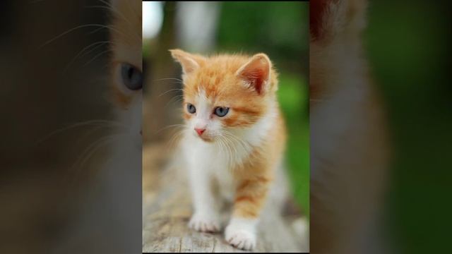 Котята мяукают, мяуканье котят, звуки котят