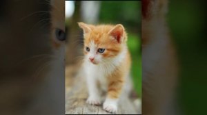 Котята мяукают, мяуканье котят, звуки котят