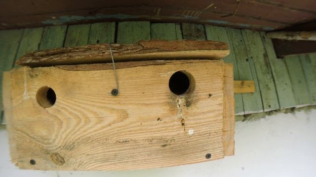 Воробей полевой 170506 1 под крышей дома 20170604GP1440p80fps 10 смотреть онлайн