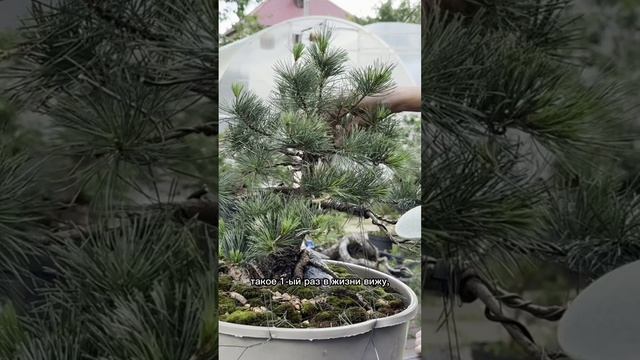 Формирование бонсай из сосны мелкоцветковой. Часть 3