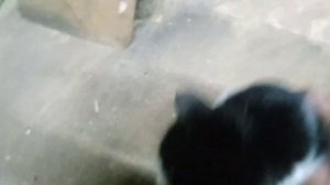 кот Васька ревнует к кошке и требует внимания.