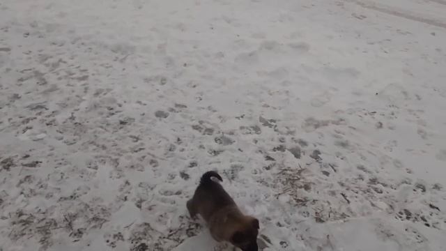 Щенки на улице с Гердой смотреть онлайн