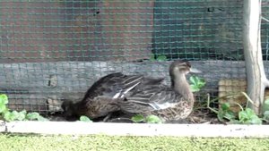 Прелестный твой голосок