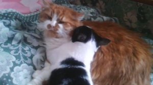 Котик целует другого кота