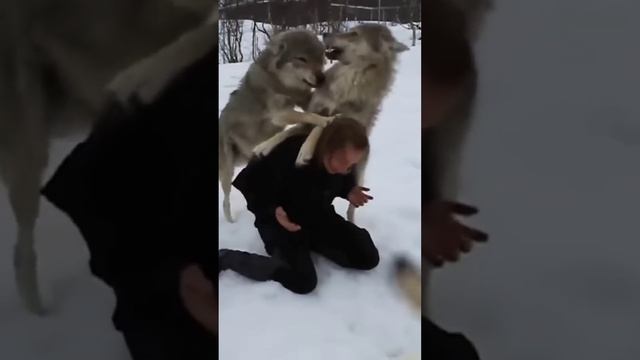 Волки 4 года не видели девушку, которая за ними ухаживала смотреть онлайн