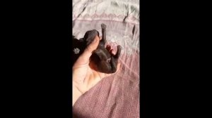 Новорожденные коричневые щенки той пуделя из питомника Джентли Борн