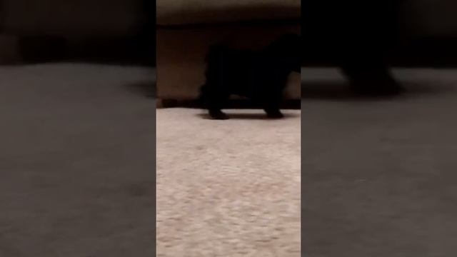 Black toy poodle