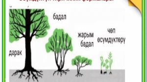 ЖРТ Биология 5 сабак Тема: Гүлдүү өсүмдүктөрдүн органдары жана алардын кызматтары