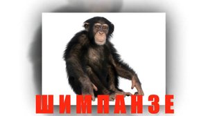 ШИМПАНЗЕ -  занятие по развитию вербального интеллекта