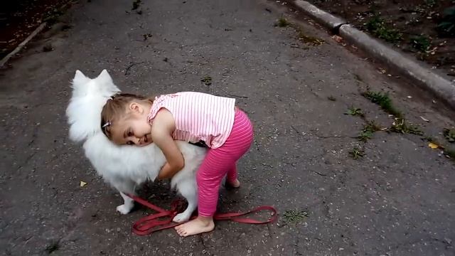 Японский шпиц Бела и Мария смотреть онлайн