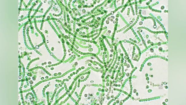 What is Cyanobacteria?