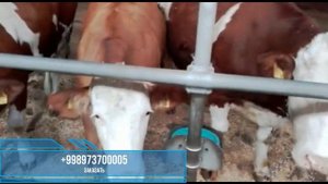 Готов к Продажу. Австрийские симменталы