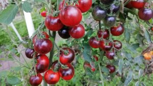 Томат Голубая Лагуна