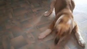 Щенок Восточно-Сибирской Лайки (ВСЛ)