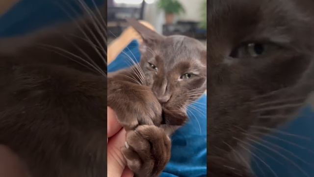 #ютуб #cat #ориентальнаякошка #врек #lol #милашка