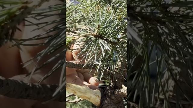 Формирование бонсай из сосны мелкоцветковой. Часть 2