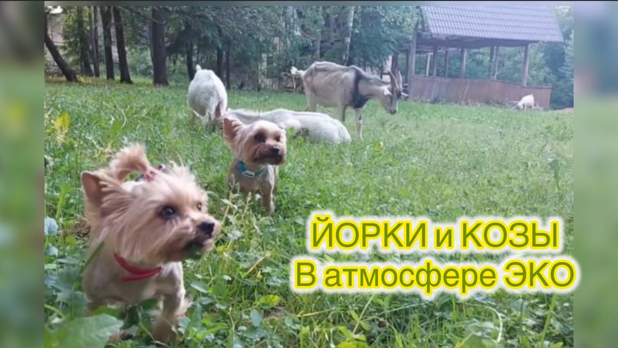 Йорки и козы. Совместный отдых на лужайке и танцы на траве.