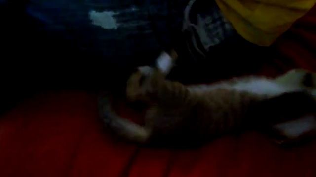 кот под феном.mp4 смотреть онлайн
